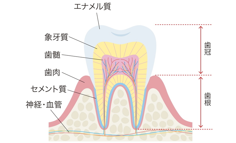 歯科